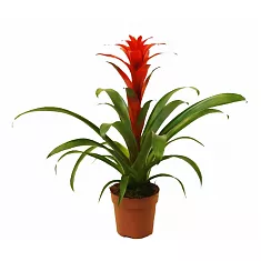 Гусмания красная - Guzmania Calypso D10 H45