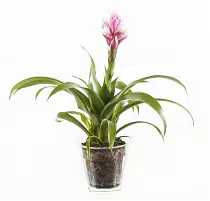 Гусмания розовая - Guzmania Candy D12 H50