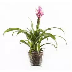 Гусмания розовая - Guzmania Candy D12 H50