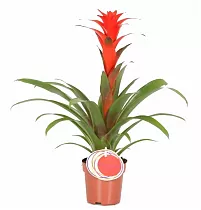 Гусмания красная - Guzmania Catherine D12 H50