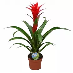 Гусмания красная - Guzmania Aphrodite D12 H60