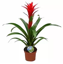 Гусмания красная - Guzmania Aphrodite D12 H60
