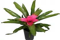 Неорегелия - Neoregelia Pink Sensation D12 H25