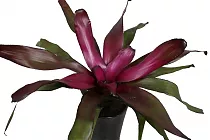 Неорегелия- Neoregelia Voo Doo D12 H25