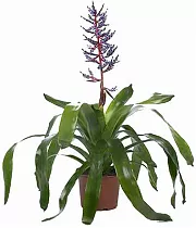 Эхмея Голубой Дождь - Aechmea Blue Rain D15 H75